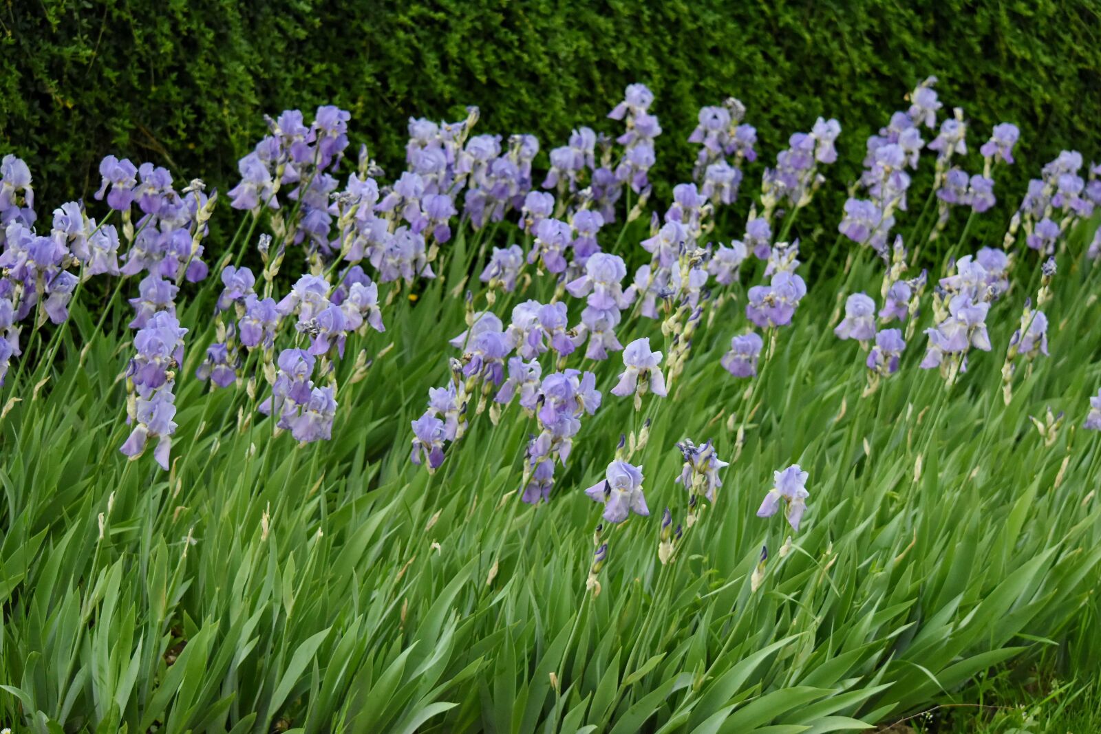 Nikon D5500 sample photo. Iris, summer, garden, flora photography