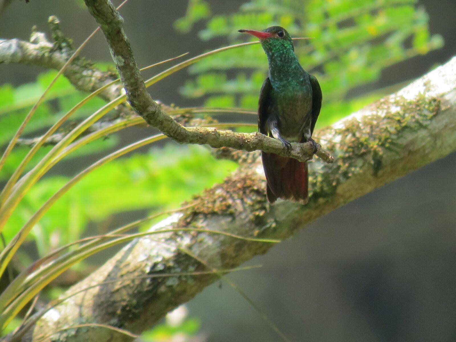Canon PowerShot SX50 HS sample photo. Hummingbird, ave, bird photography