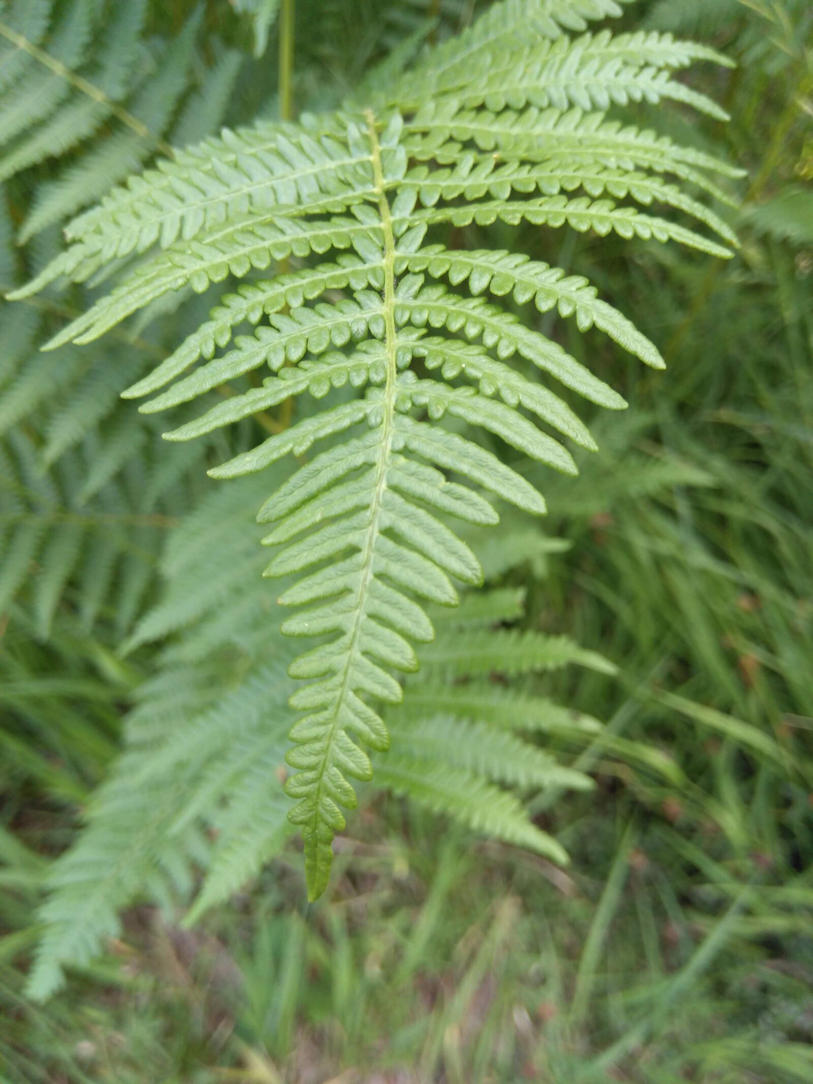 HMD Global Nokia 5 sample photo. Leaf, green, forest photography