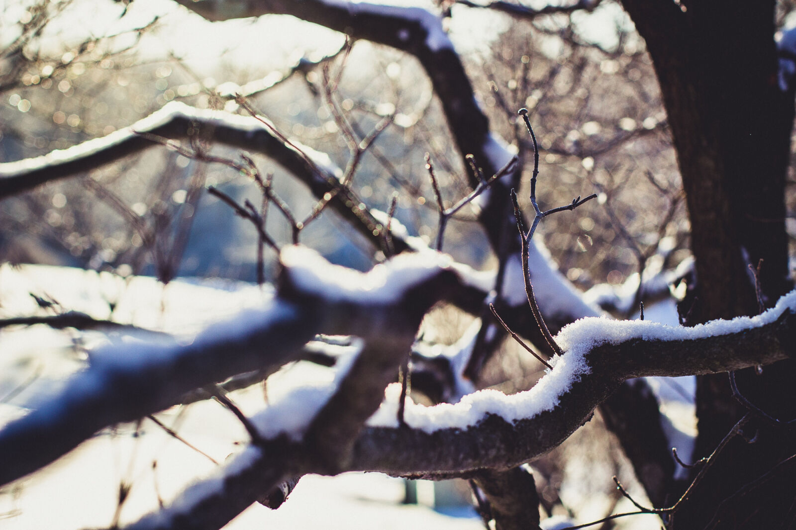 Canon EOS 600D (Rebel EOS T3i / EOS Kiss X5) + Canon EF 50mm F1.4 USM sample photo. Wither, tree, with, snow photography