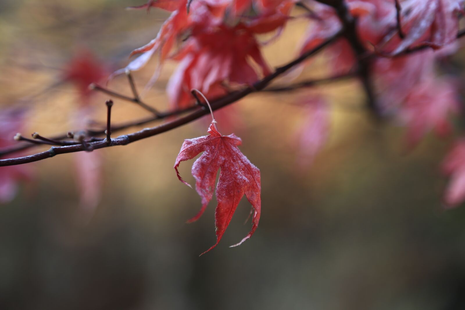 Canon EOS 6D + Canon EF 24-105mm F4L IS USM sample photo. Autumn leaves, maple leaf photography