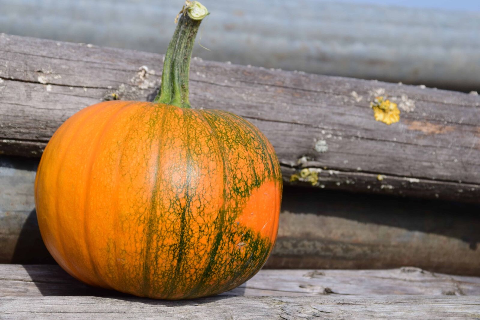 Nikon D3300 sample photo. Wood, pumpkin, vegetable, autumn photography