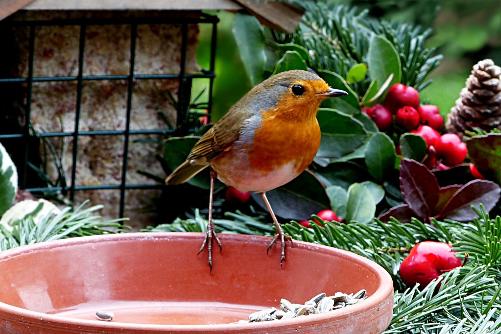 Panasonic Lumix DMC-FZ200 sample photo. Animal, bird, robin photography
