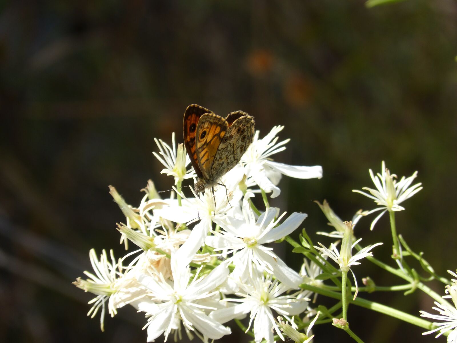 Panasonic DMC-FZ62 sample photo. Butterfly, lobito list, white photography