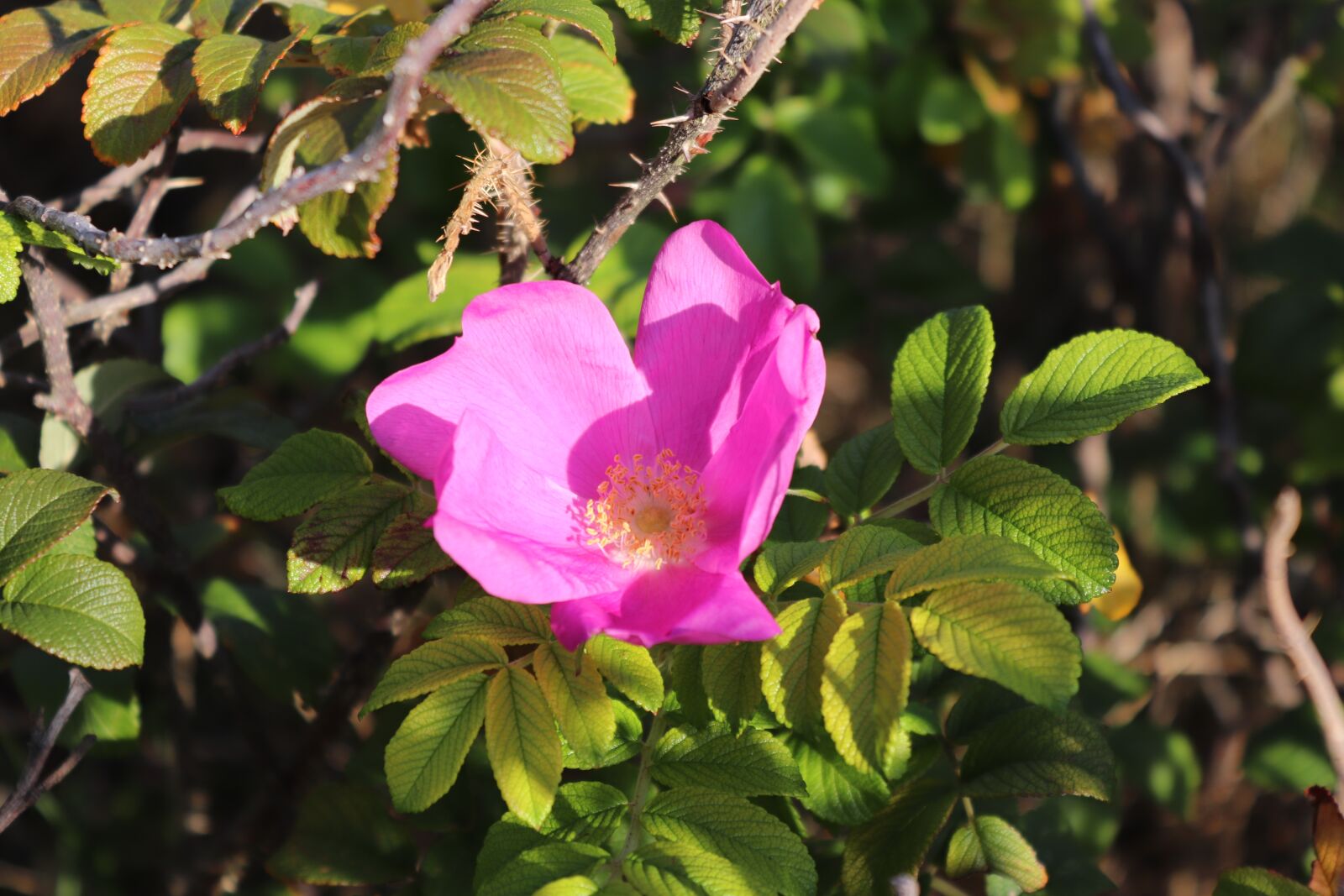 Canon EOS 200D (EOS Rebel SL2 / EOS Kiss X9) sample photo. Blossom, bloom, nature photography