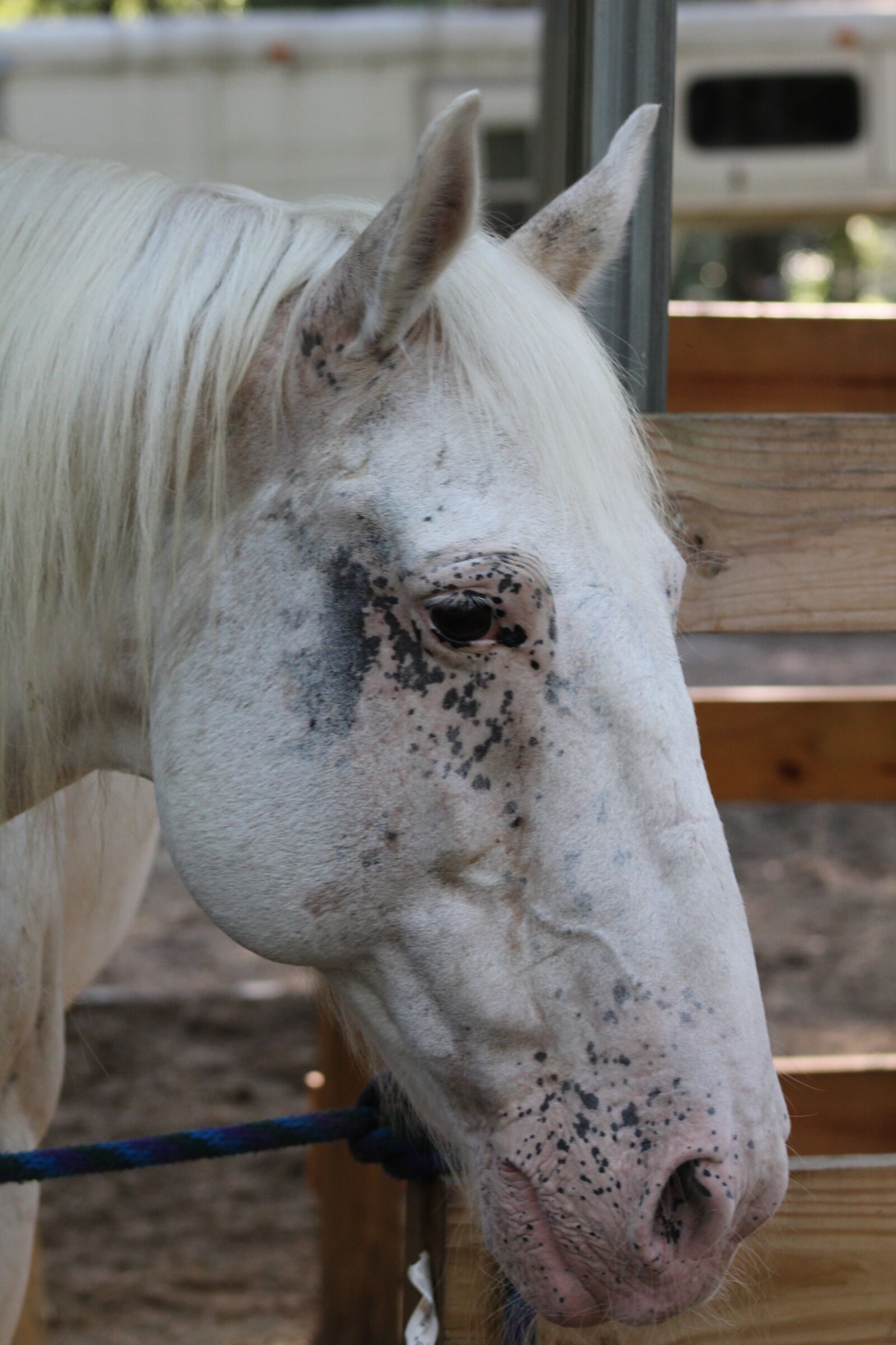 Canon EOS 1300D (EOS Rebel T6 / EOS Kiss X80) sample photo. Horse, appaloosa, gelding photography