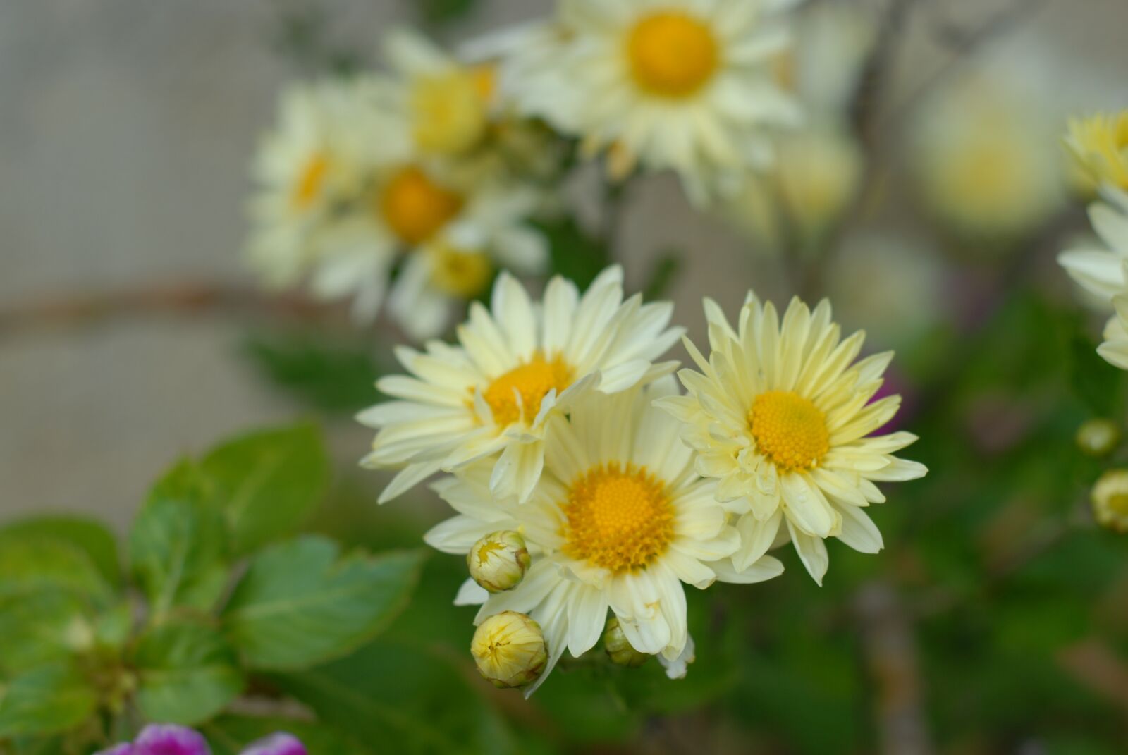 Nikon D200 sample photo. White flower regional, flowers photography