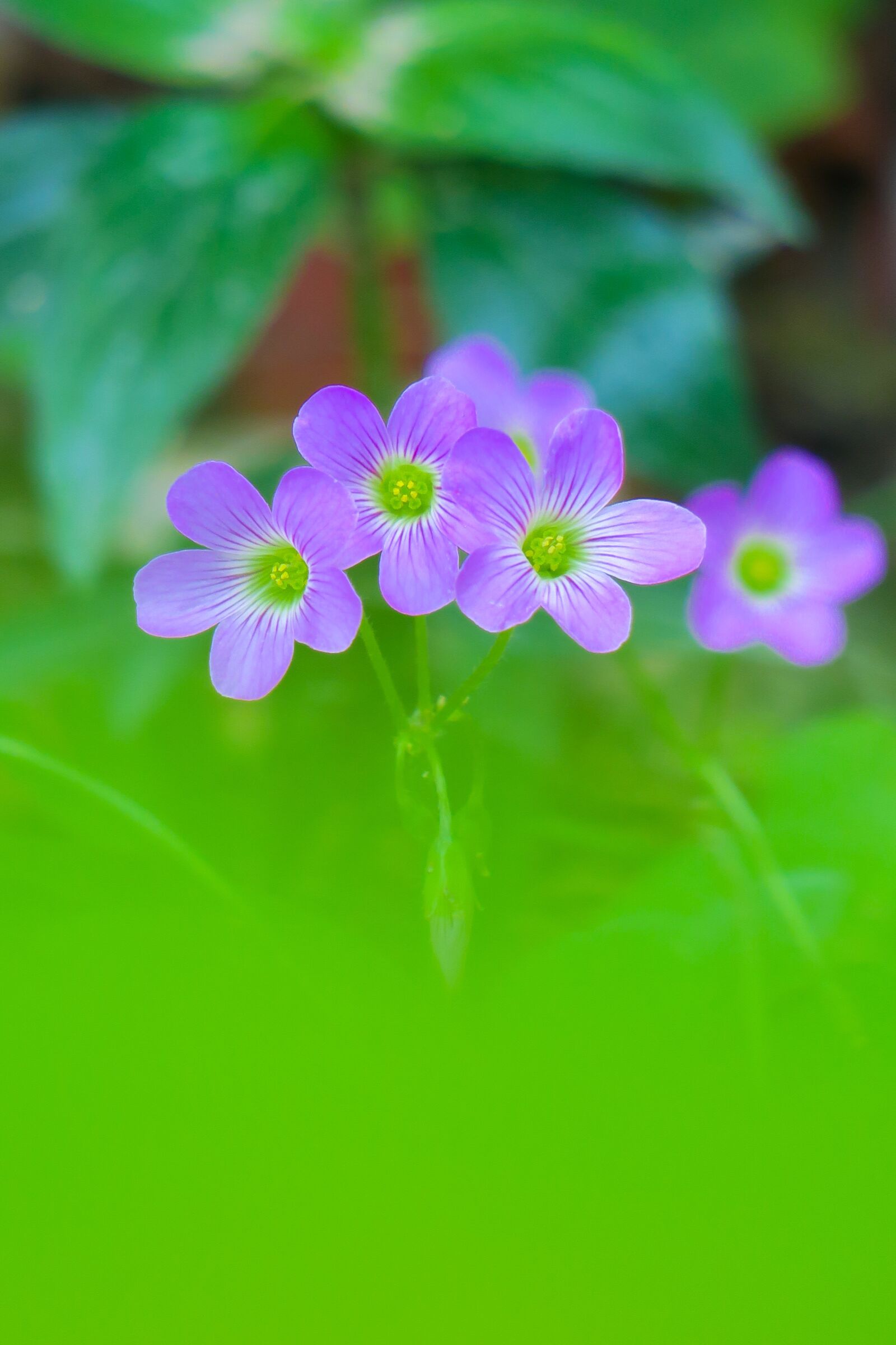 Canon PowerShot G3 X sample photo. Shamrock, hong kong, clover photography