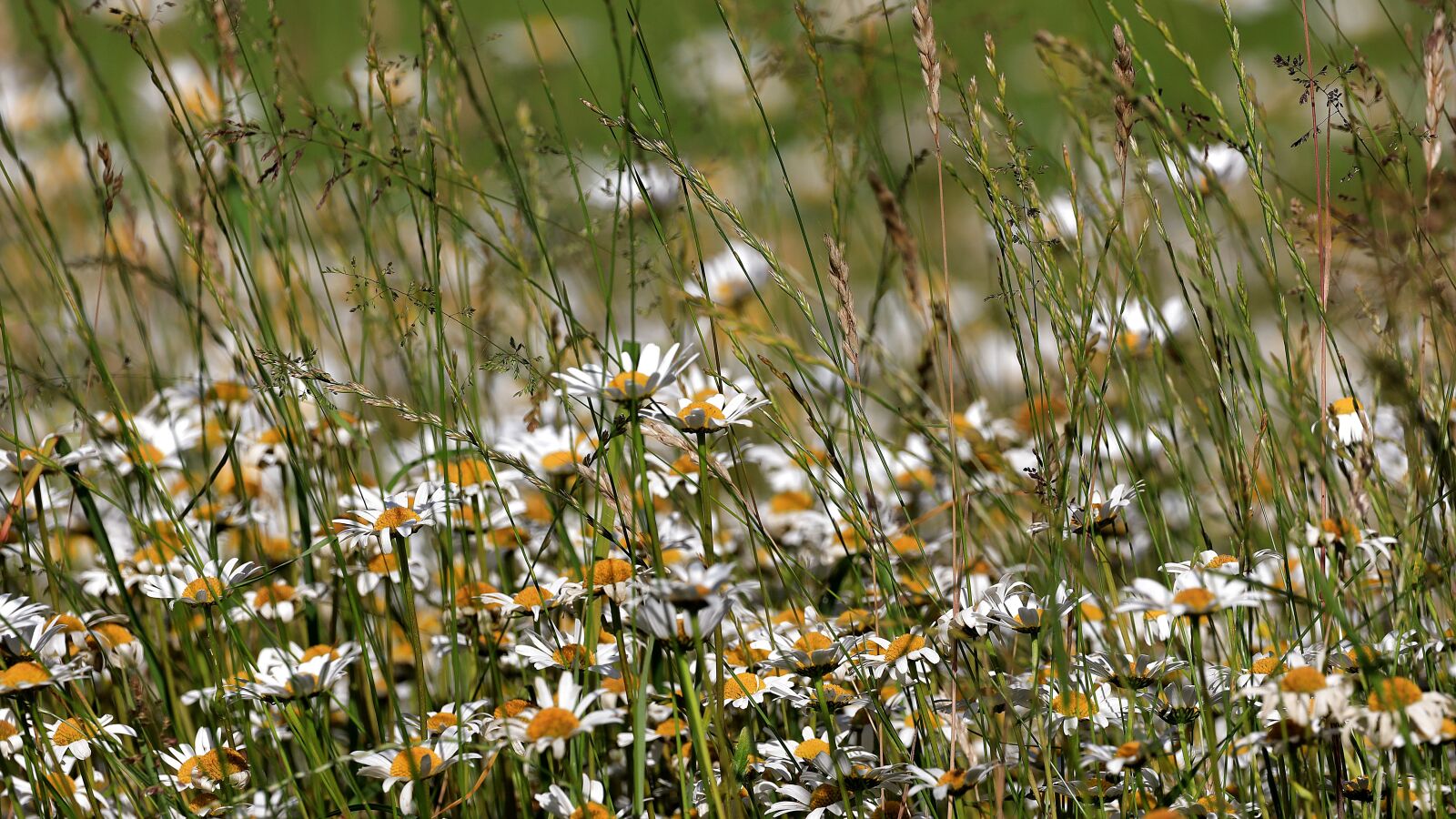 Canon EOS R + 150-600mm F5-6.3 DG OS HSM | Contemporary 015 sample photo. Daisies, flower meadow, wildflowers photography