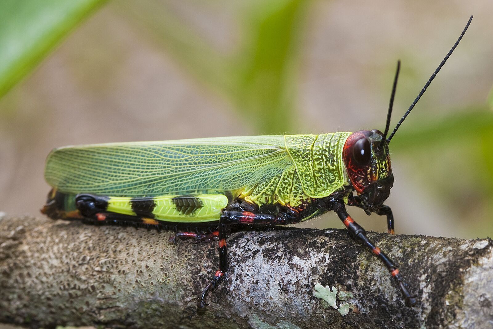 Canon EOS 40D sample photo. Grasshopper, cricket, insects photography