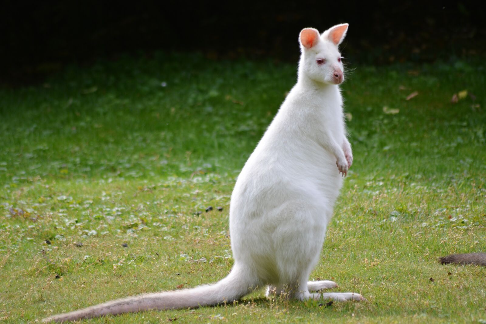 Nikon D5200 sample photo. Kangaroo, albino, animal world photography