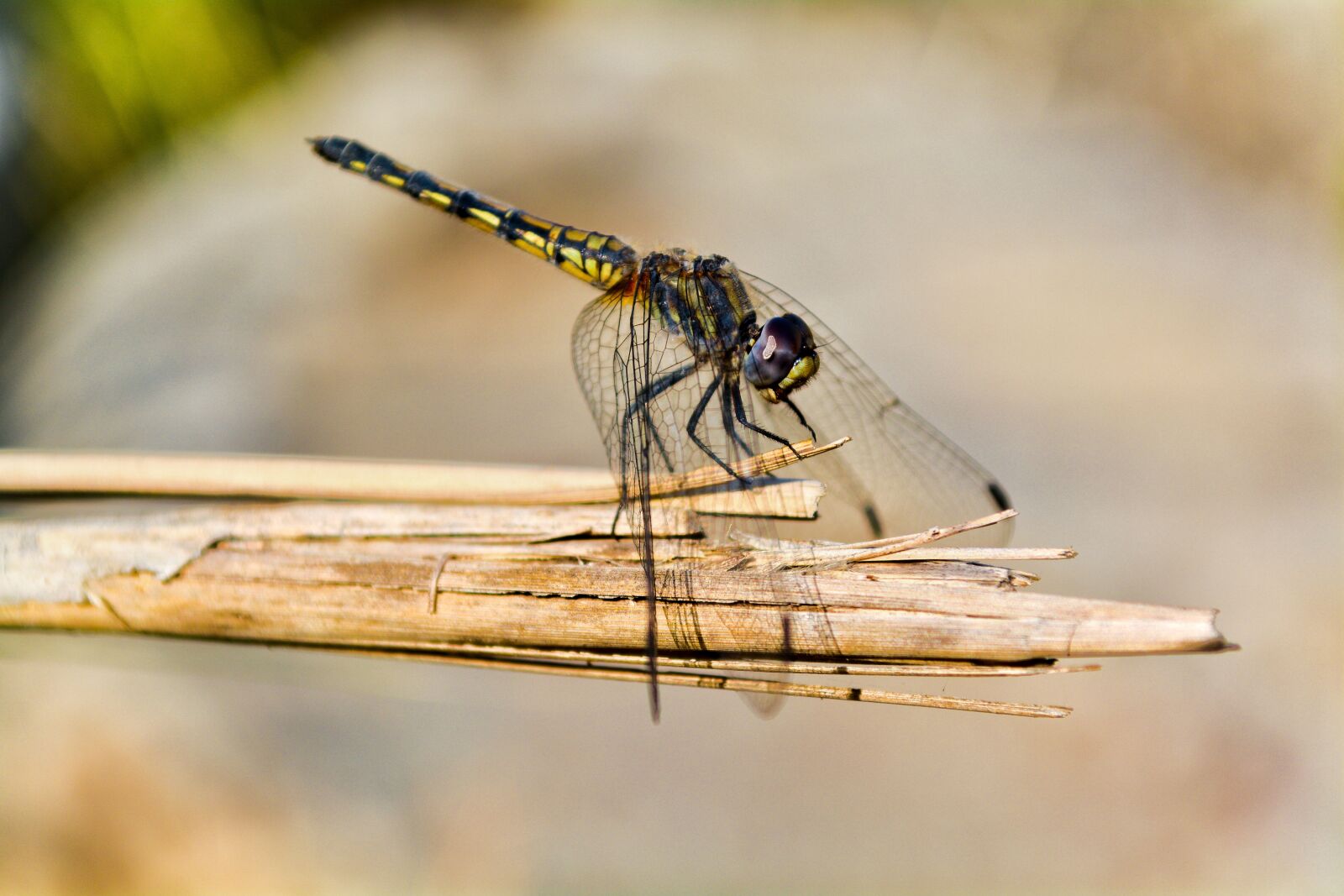 Nikon D5200 sample photo. Dragonfly, noon, resting photography