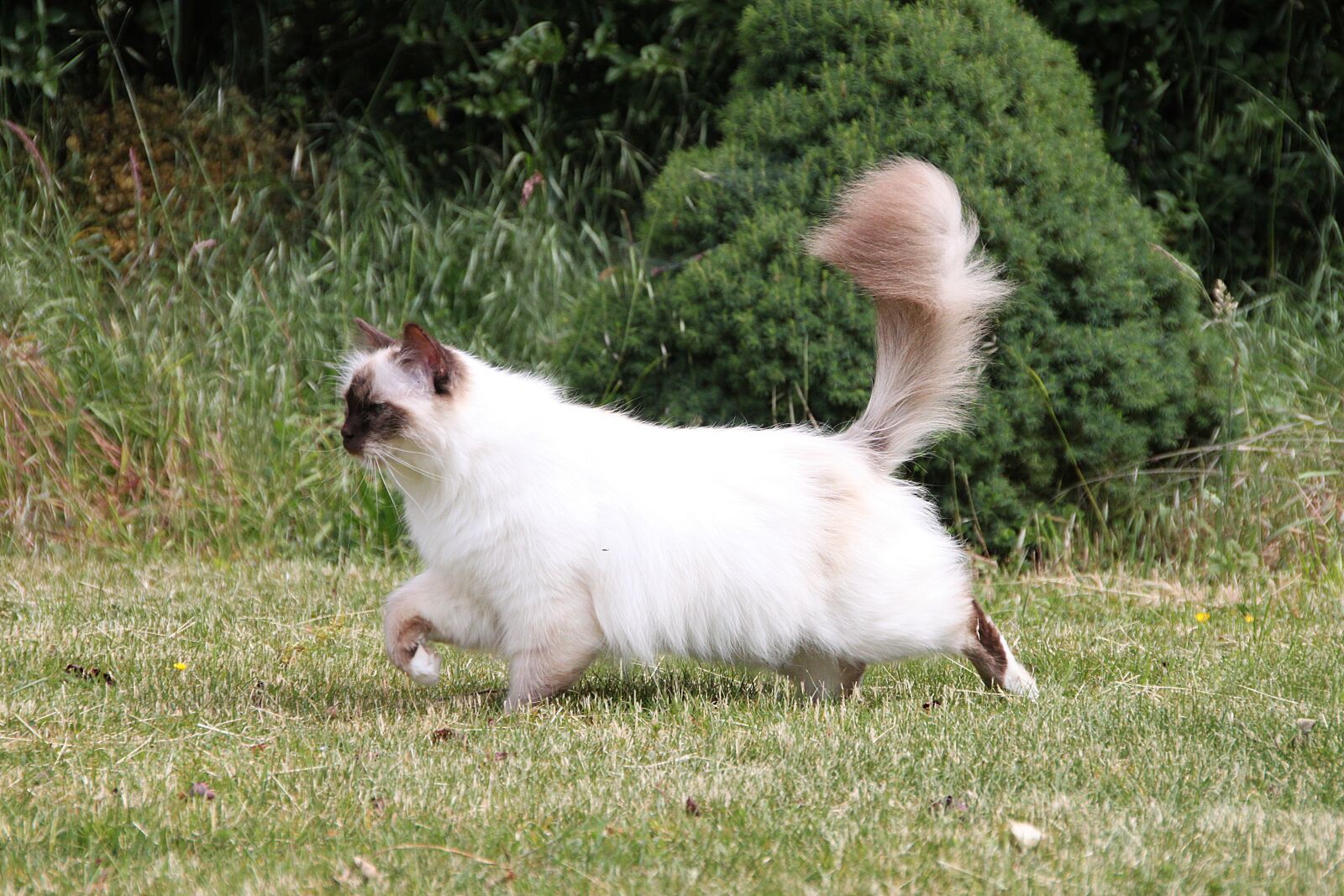 Canon EOS 500D (EOS Rebel T1i / EOS Kiss X3) sample photo. Sacred birman, cat, ragdoll photography