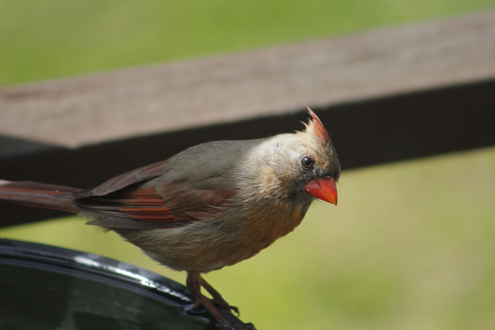 Canon EOS 550D (EOS Rebel T2i / EOS Kiss X4) sample photo. Nature, bird, wildlife photography