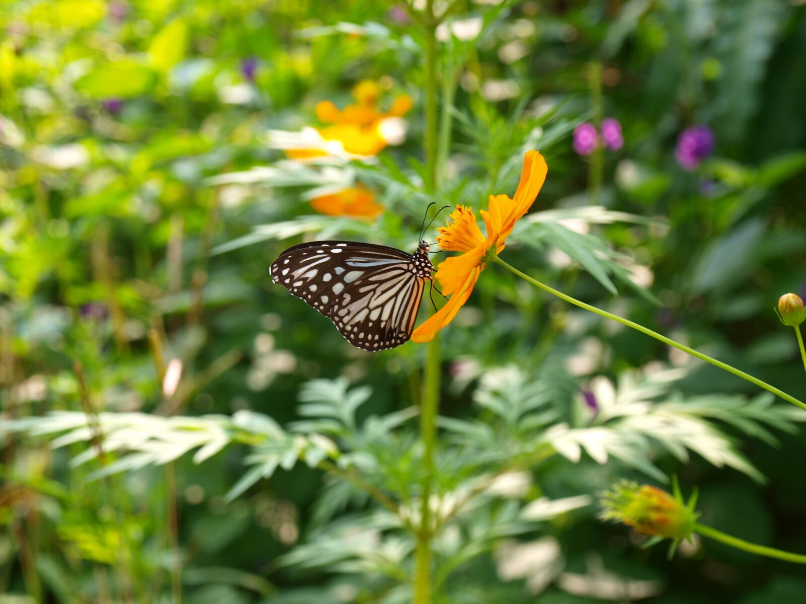Olympus E-520 (EVOLT E-520) sample photo. Butterfly, nature, butterfly garden photography