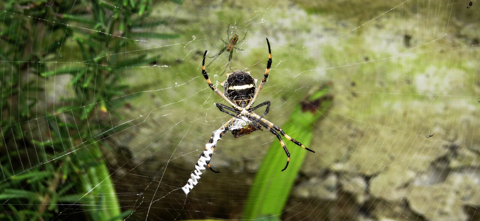 Про пауков мальчикам. Букашки паук. Паук из букашек. Little Black Spider букашки.