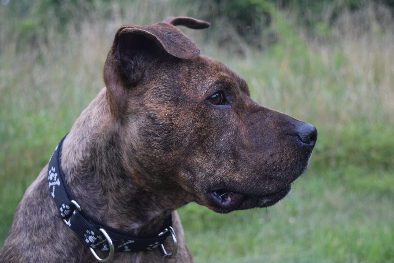 Nikon D3300 sample photo
