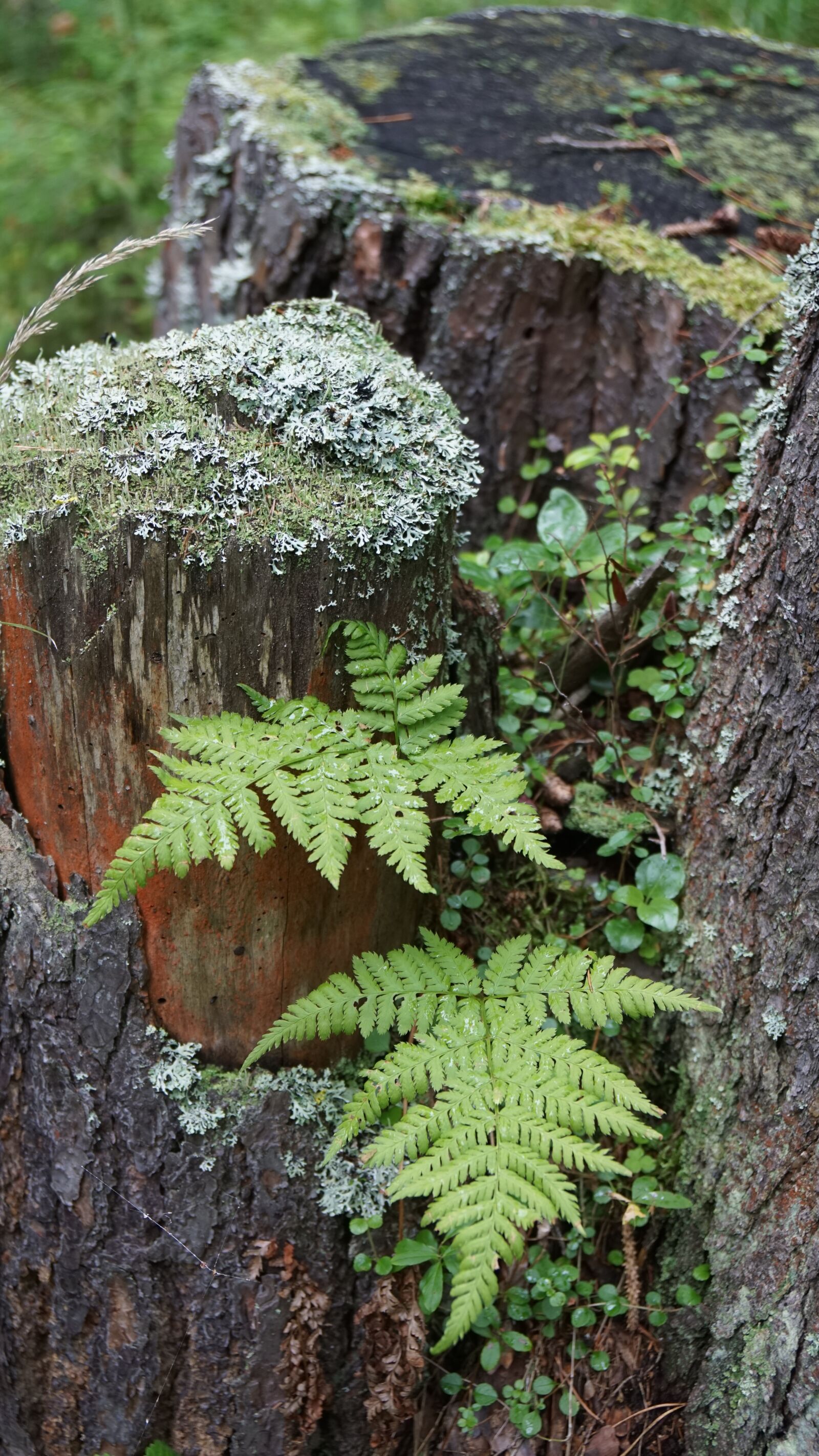 Sony a6000 + Sony Vario-Tessar T* E 16-70mm F4 ZA OSS sample photo. Forest, greens, stump photography