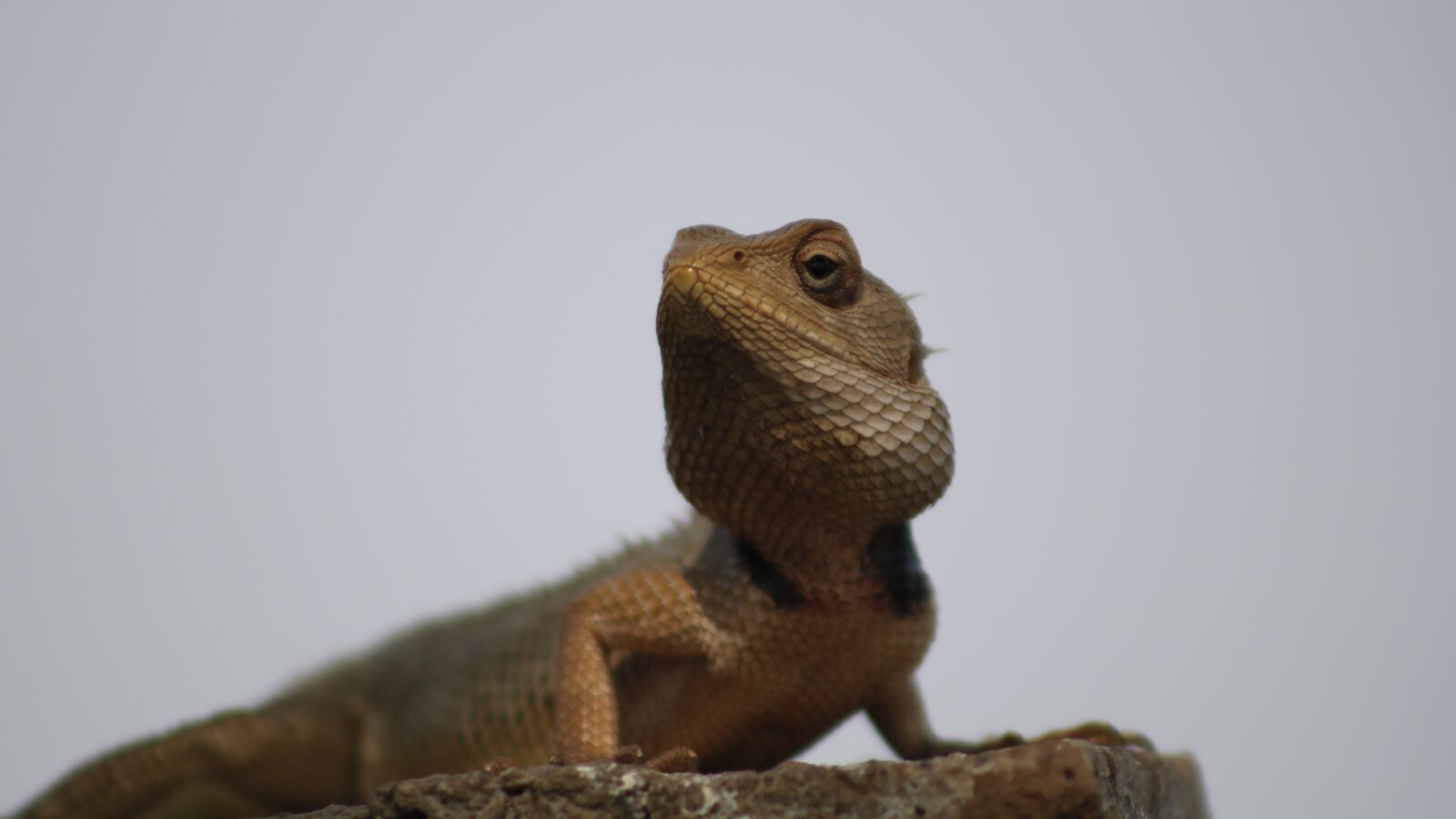 Canon EOS 750D (EOS Rebel T6i / EOS Kiss X8i) sample photo. Sanguinolentus, nature, animal photography