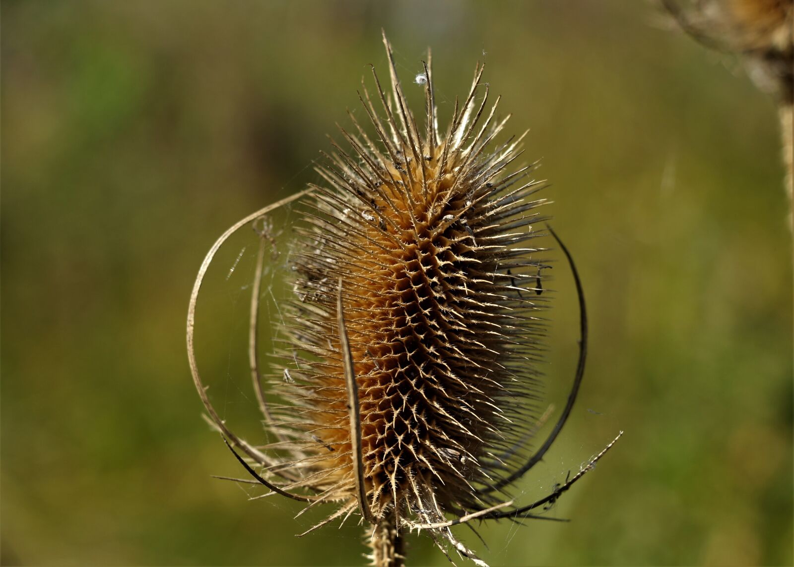 Canon EOS 7D Mark II sample photo. Thistle, plants, nature photography