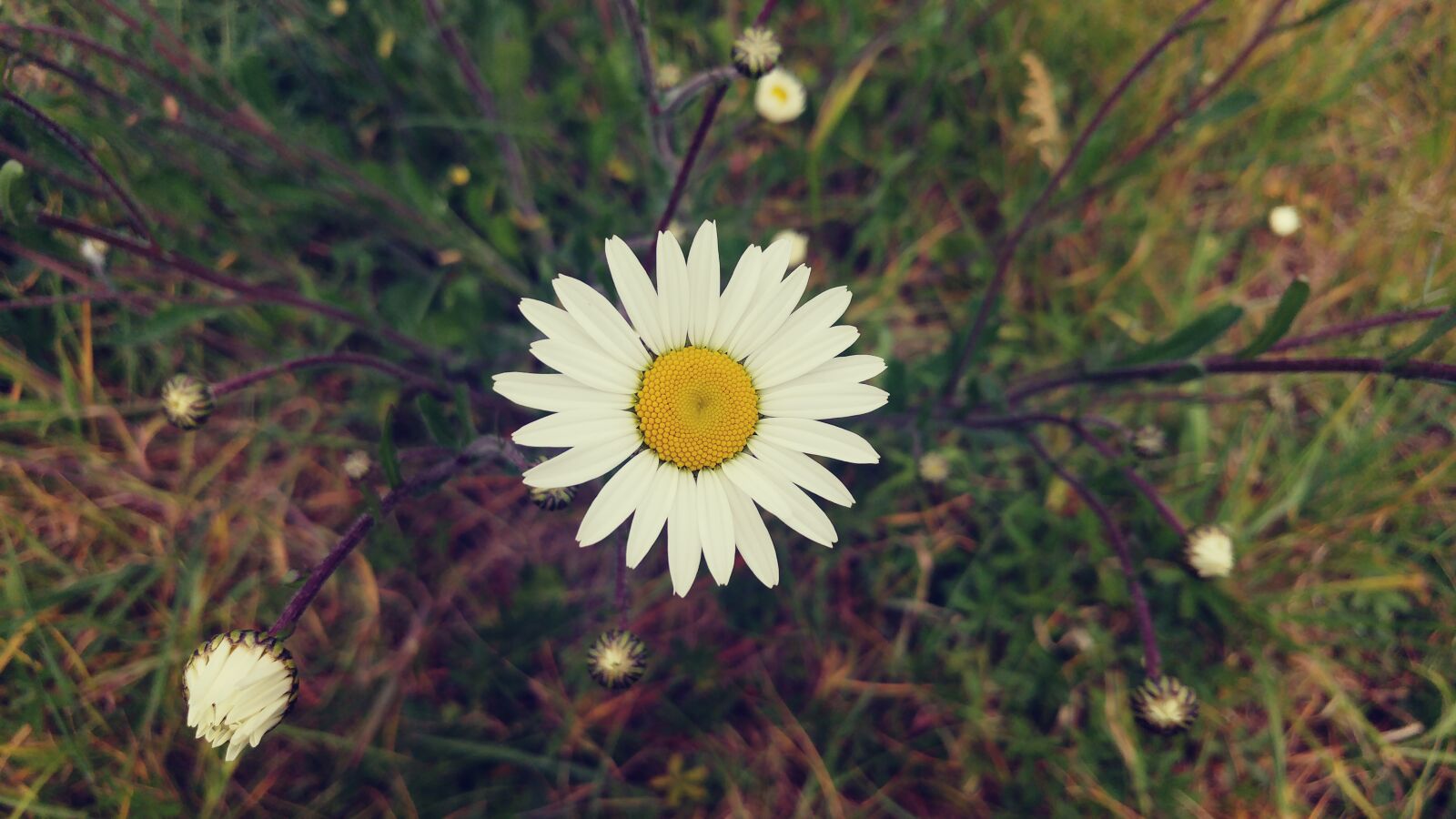 LG G5 sample photo. Beautiful, flowers, flowers, mothernature photography