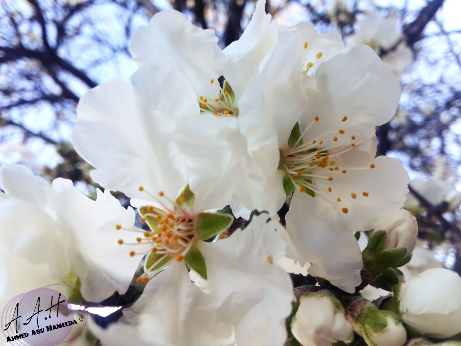 Samsung Galaxy S4 sample photo. Flowers photography