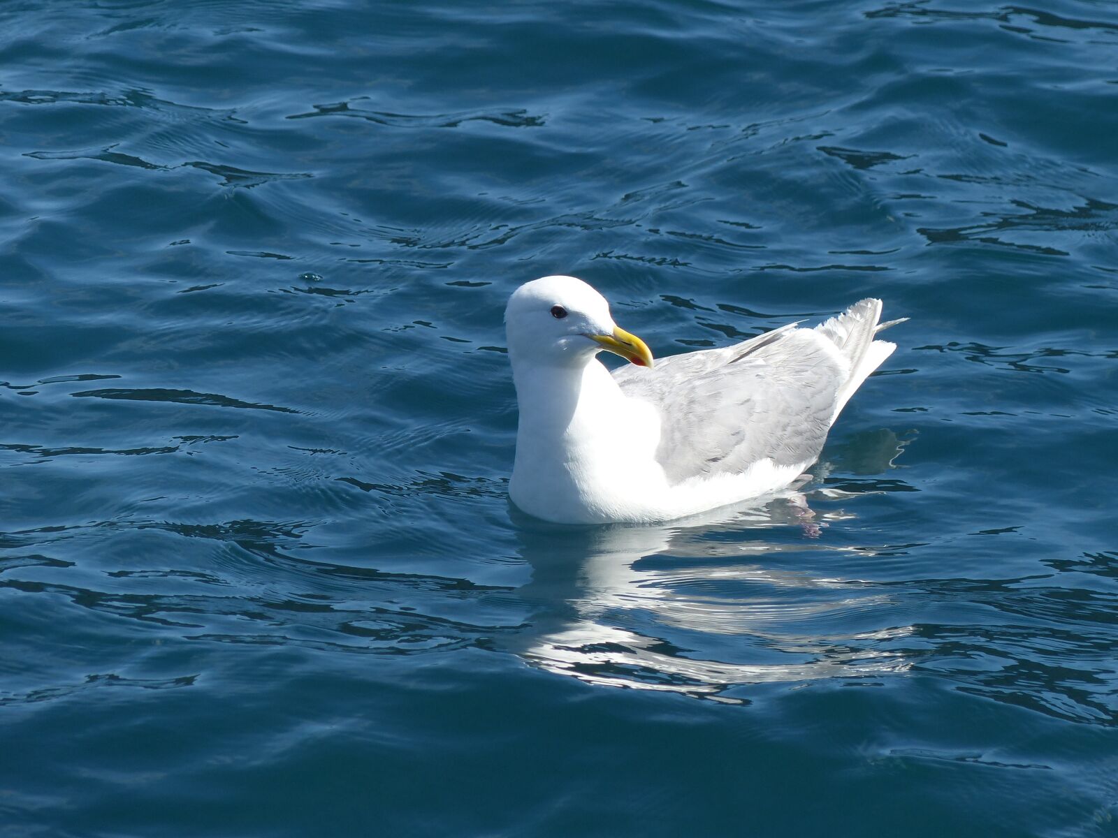Panasonic Lumix DMC-FZ200 sample photo. Seagull, water, bird photography