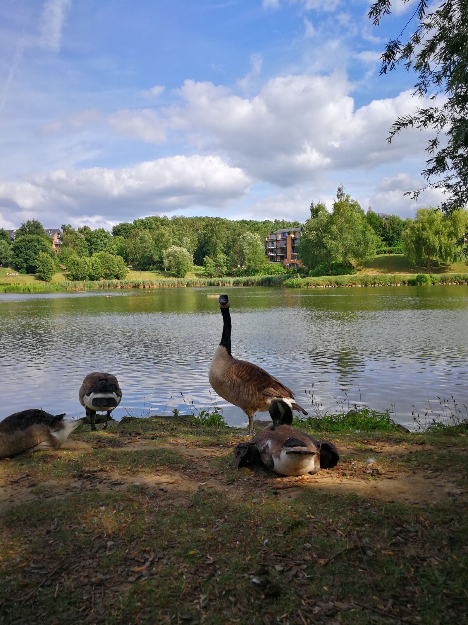 HUAWEI Mate 9 sample photo. Duck, lake, nature photography