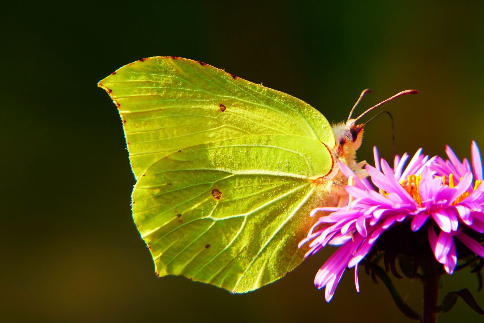 Panasonic Lumix DMC-FZ200 sample photo. Listkowiec sulphur butterfly, butterfly photography