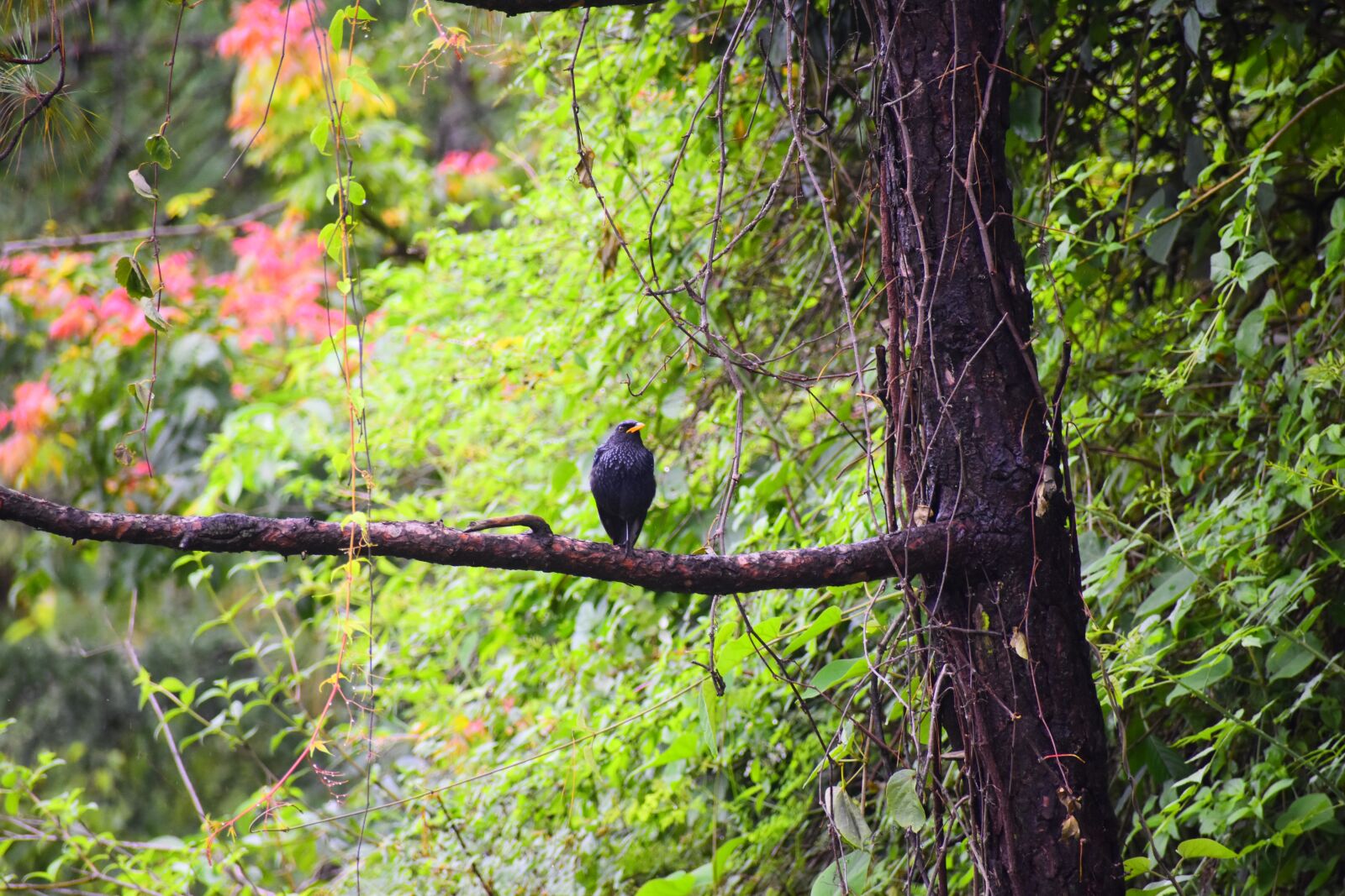 Nikon D3400 sample photo. Nature, flying, plumage photography