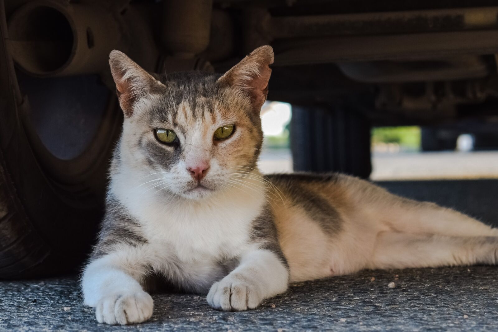 Nikon D3300 sample photo. Cat, stray, animal photography