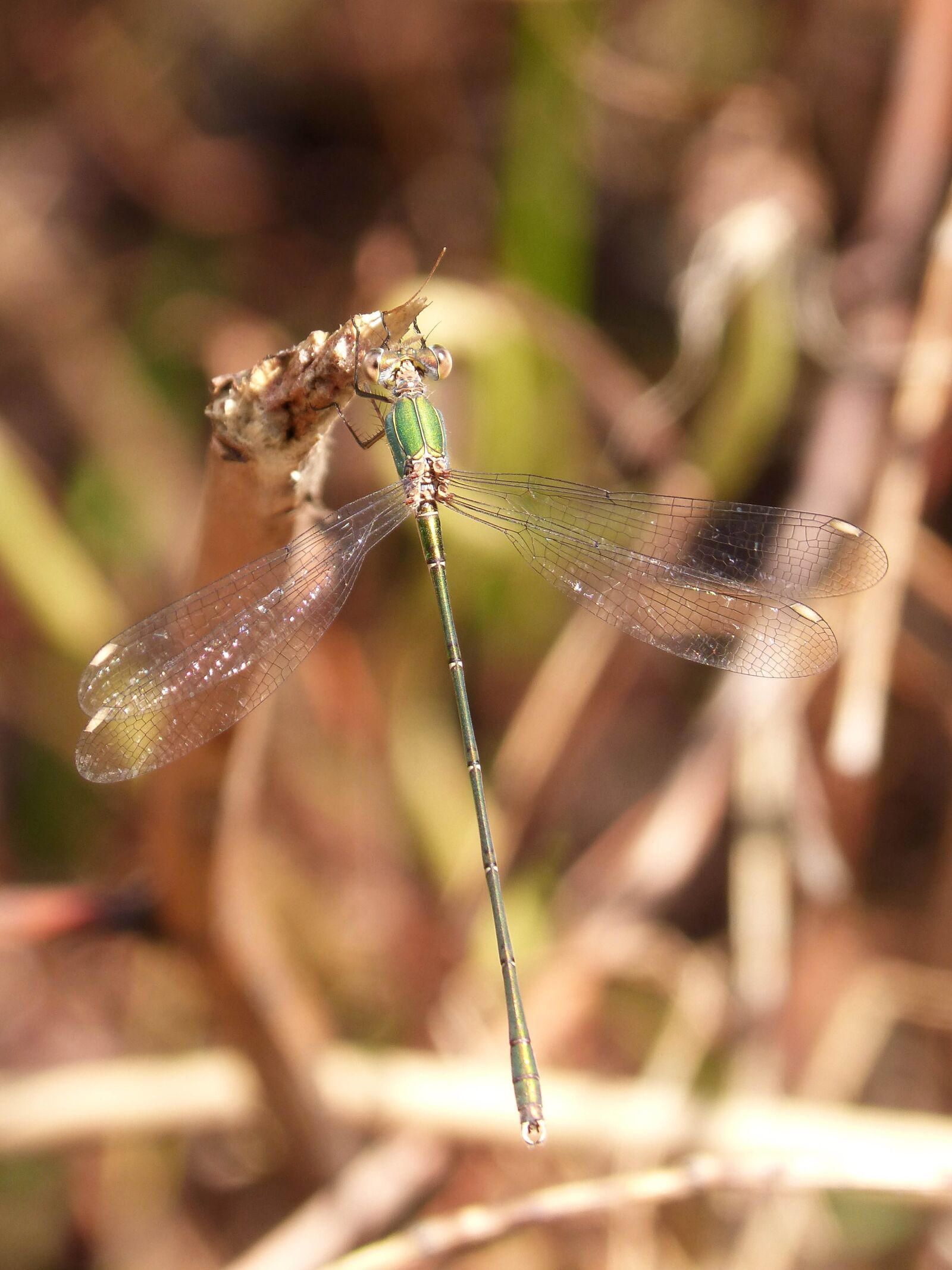 Panasonic DMC-FZ62 sample photo. Dragonfly, damselfly, green dragonfly photography