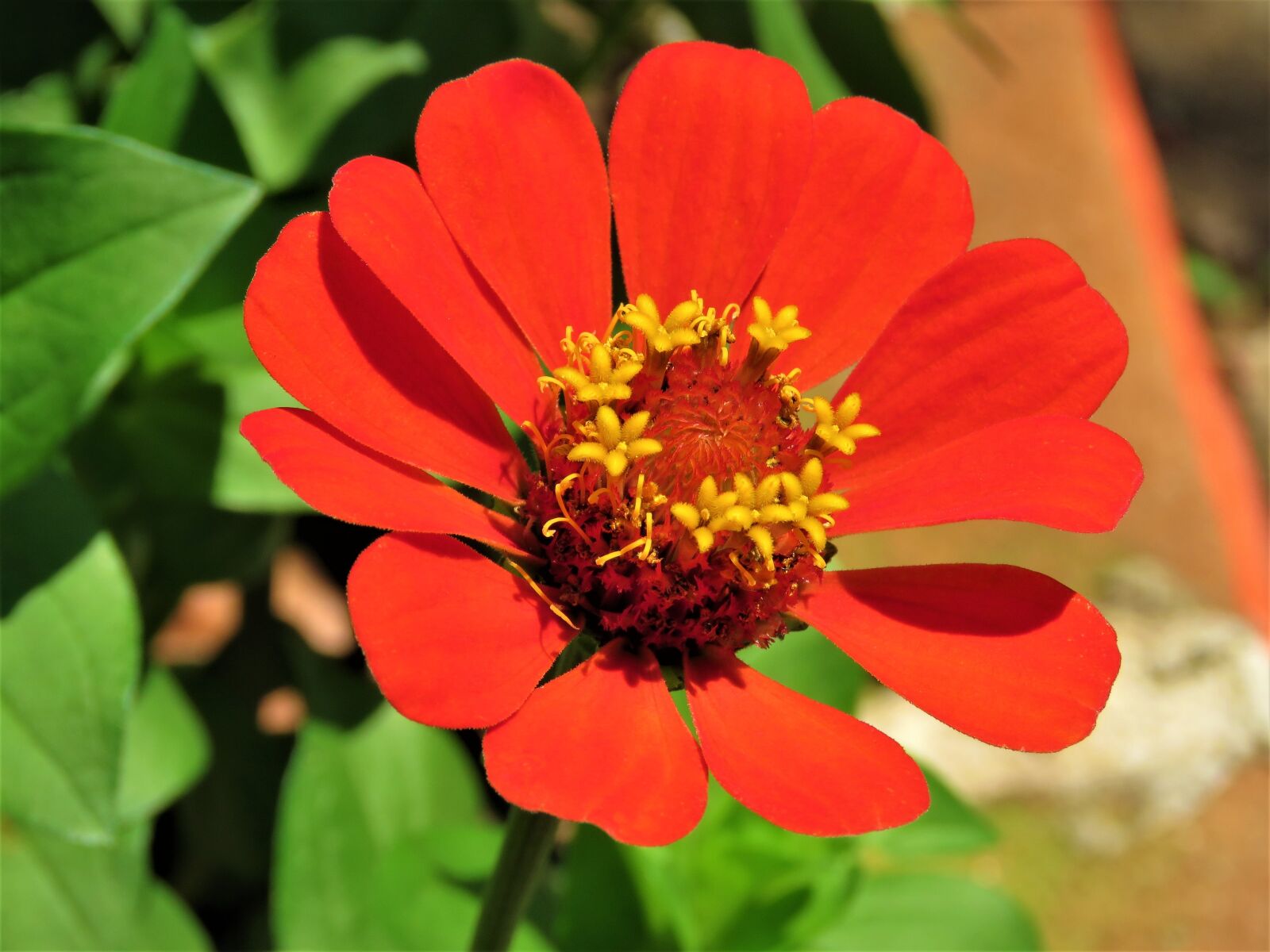 Canon PowerShot SX60 HS sample photo. Zinnia, flower, plant photography