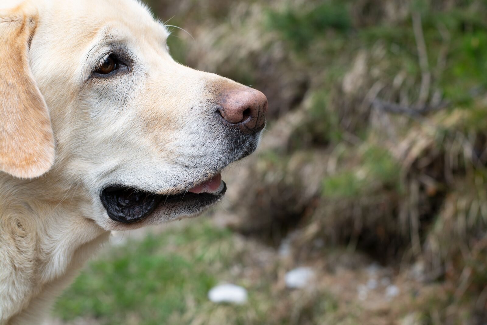 Nikon D7100 sample photo. Dog, labrador, large photography