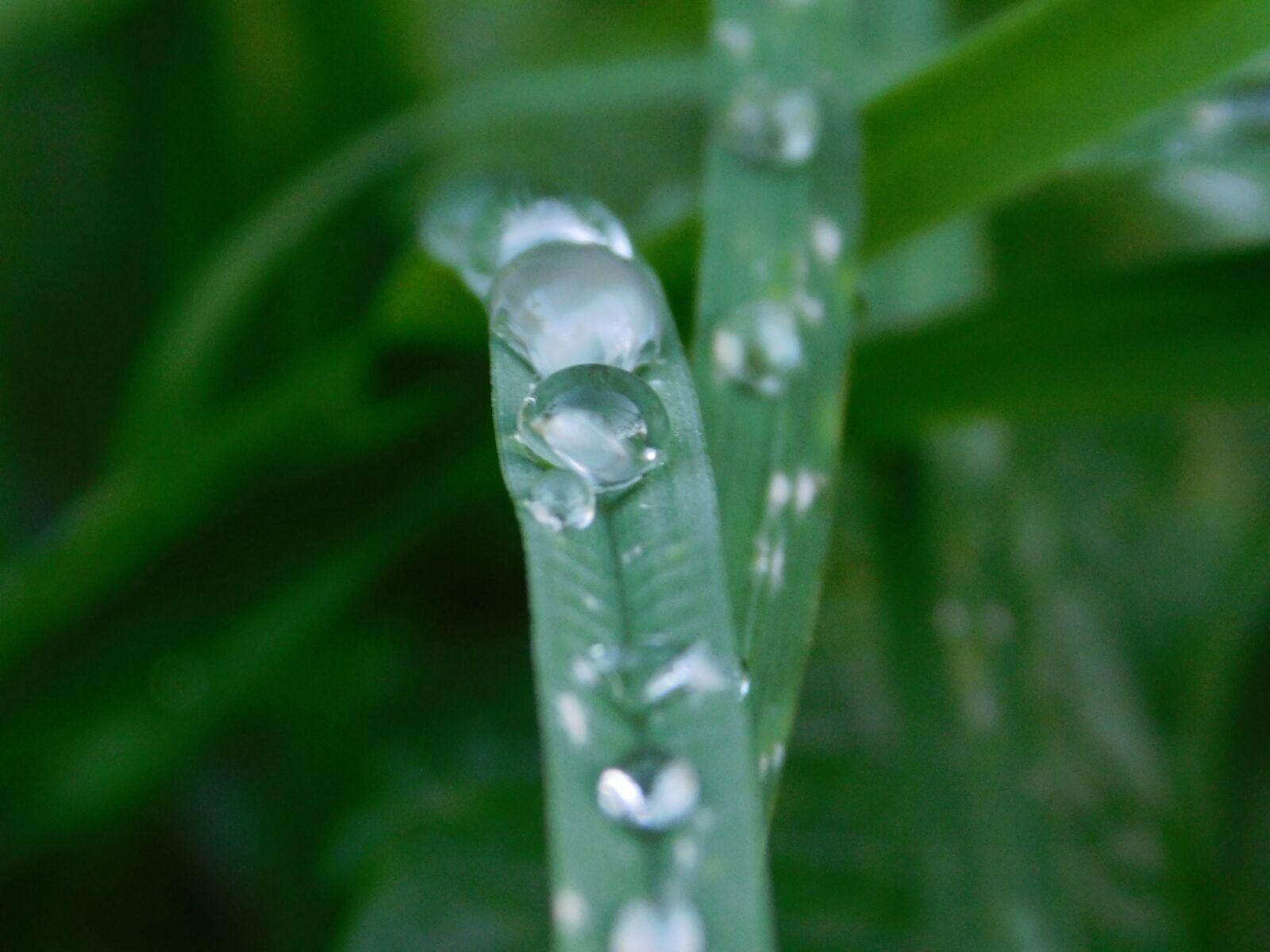 Nikon Coolpix L840 sample photo. Raindrop, grass, nature photography