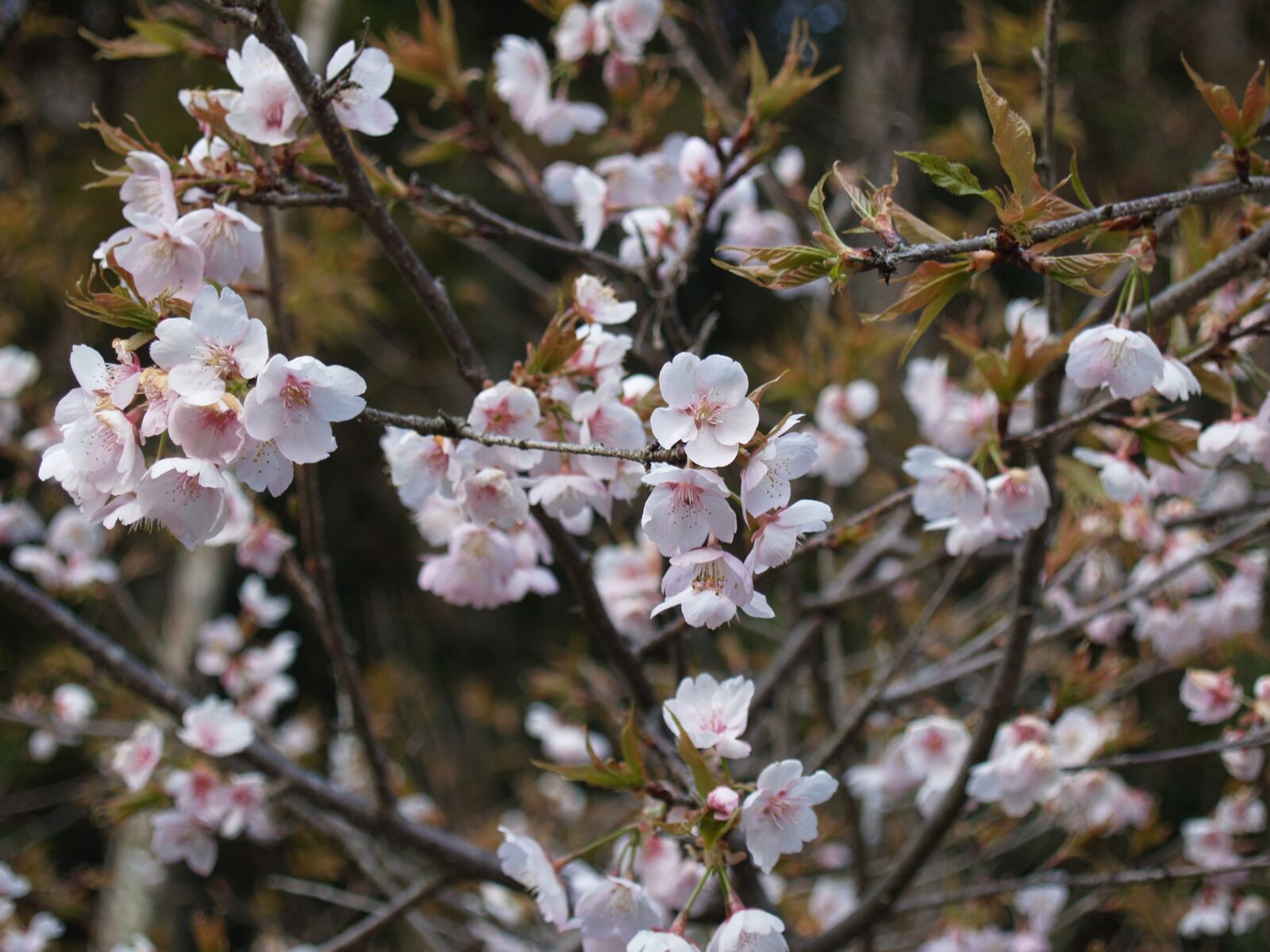 Olympus E-300 (EVOLT E-300) sample photo. Cherry blossoms, during the photography