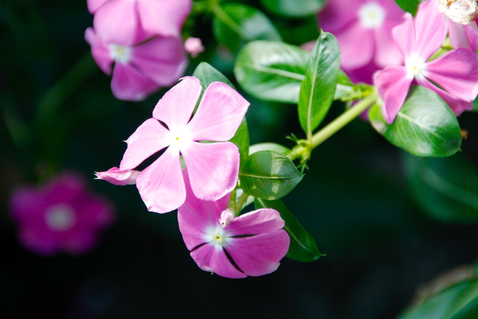 Canon EOS 60D sample photo. Orchids, blossom, bloom photography