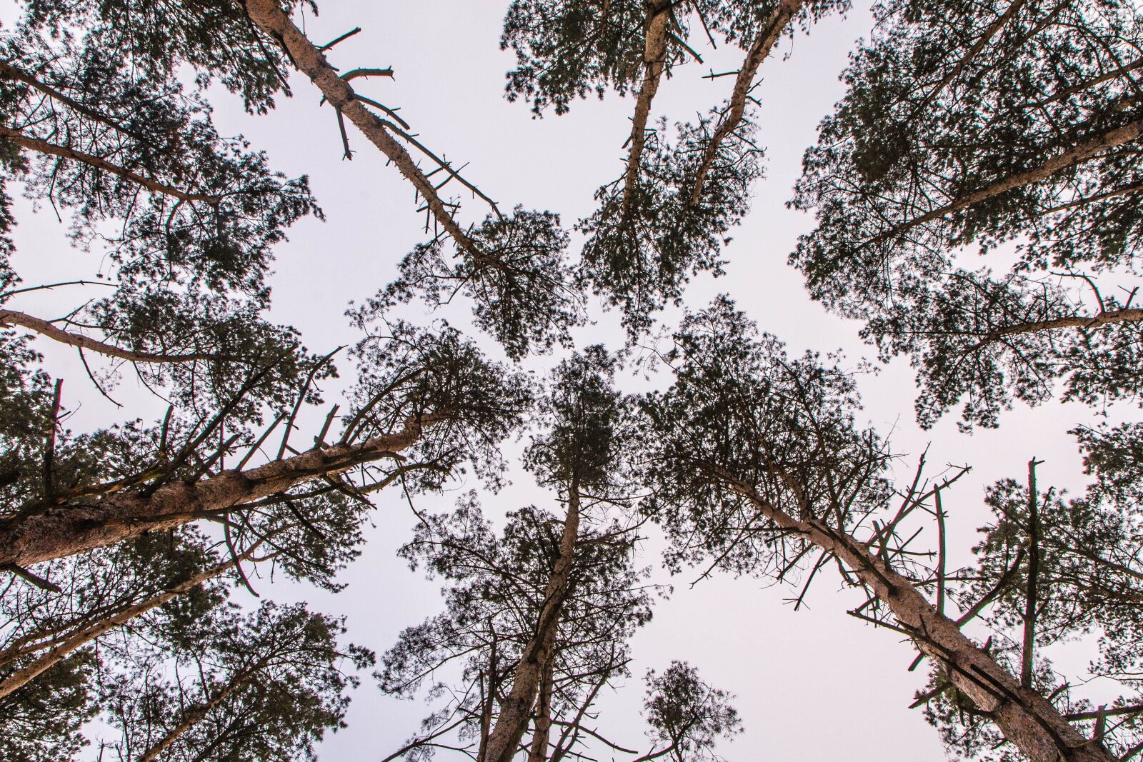 Nikon D610 sample photo. Nature, forest, forests photography