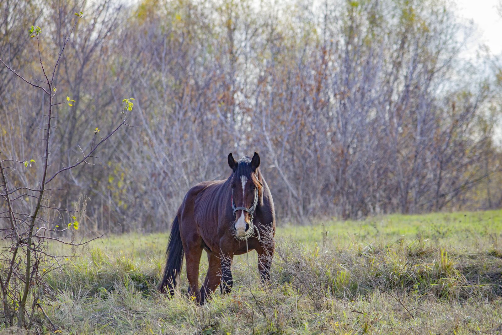 Canon EOS 550D (EOS Rebel T2i / EOS Kiss X4) + Canon EF-S 55-250mm F4-5.6 IS II sample photo. Horse, foal, autumn photography