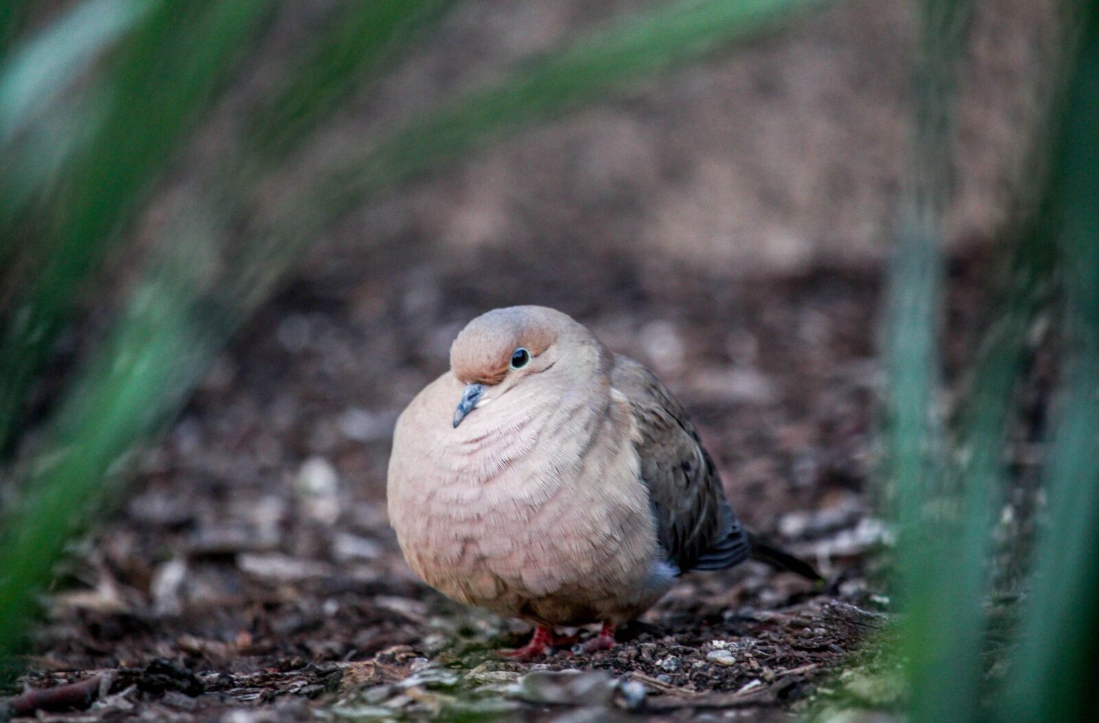 Canon EOS 700D (EOS Rebel T5i / EOS Kiss X7i) sample photo. Nature, bird, wildlife photography