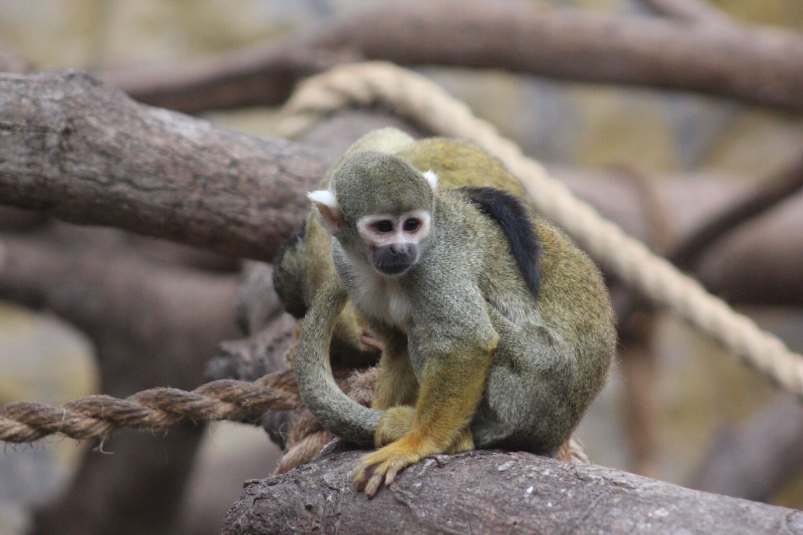 Canon EOS 1200D (EOS Rebel T5 / EOS Kiss X70 / EOS Hi) sample photo. Mono, wild life, primates photography