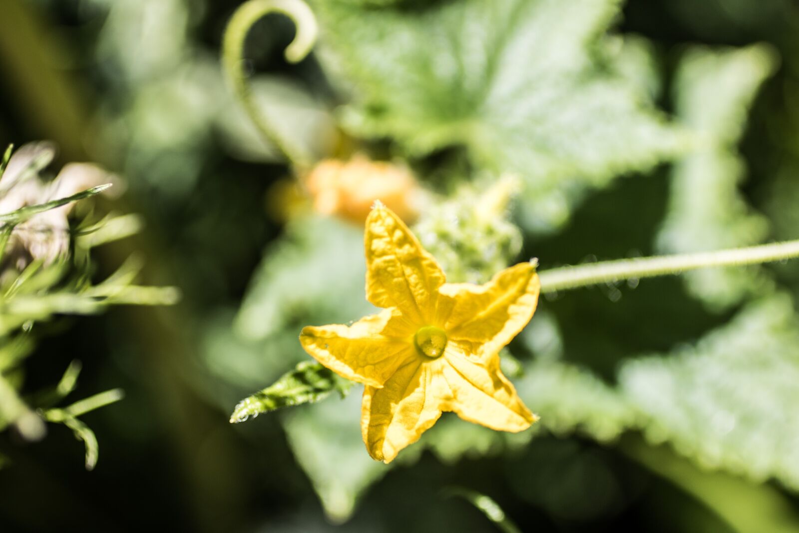 Canon EOS 760D (EOS Rebel T6s / EOS 8000D) sample photo. Cucumber, flowering, nature photography