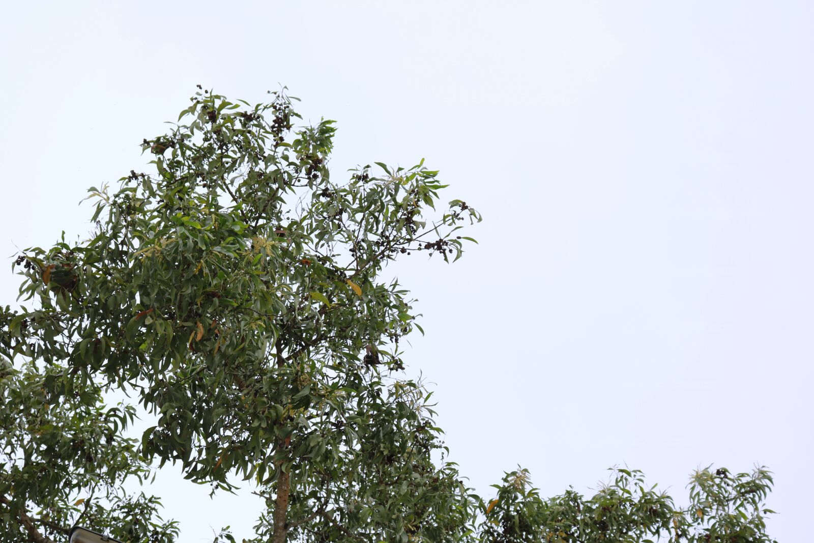 Canon EOS 750D (EOS Rebel T6i / EOS Kiss X8i) sample photo. Blue, sky, tree photography