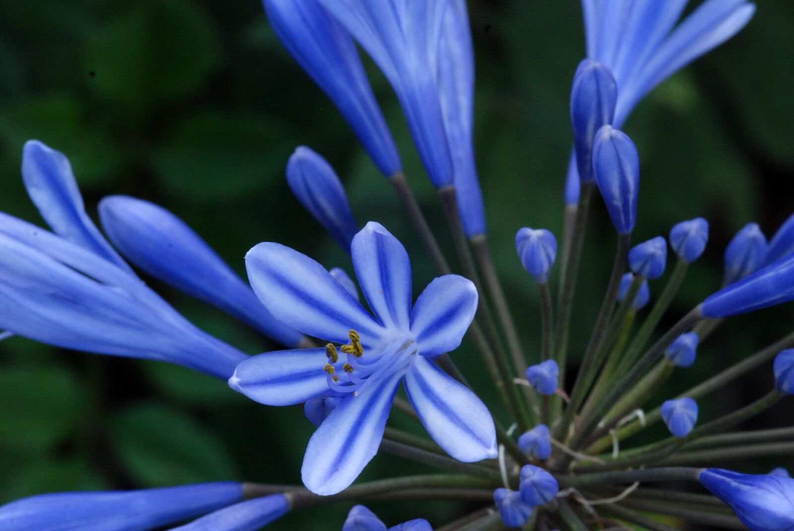 Nikon D80 sample photo. Flower, blue, white photography