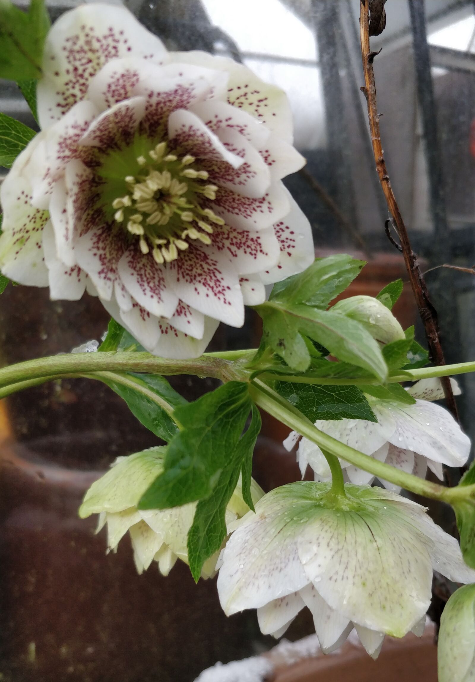 OnePlus 5 sample photo. Påskeklokke, flower, plant photography