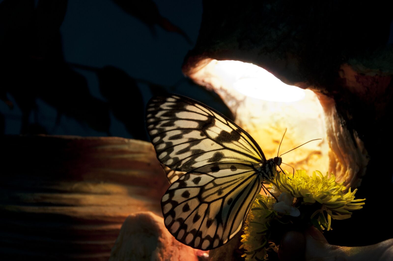 Nikon D90 sample photo. Butterfly, yellow, tropical photography