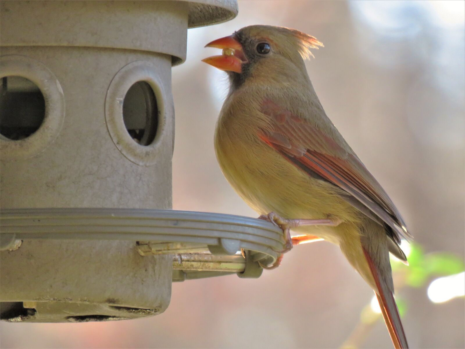 Canon PowerShot SX60 HS sample photo. Bird, wildlife, nature photography