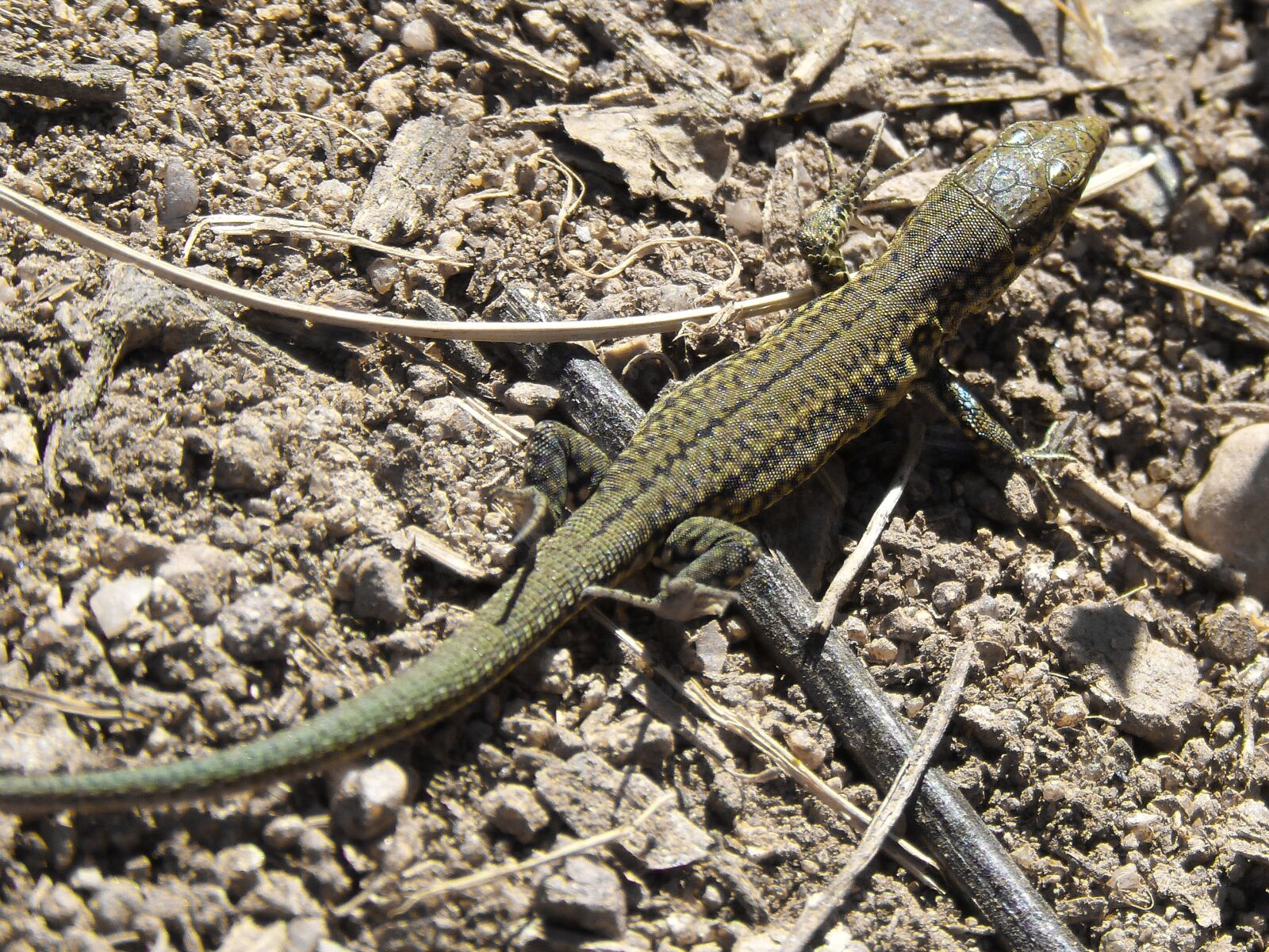 Panasonic DMC-FZ62 sample photo. Lizard, detail, sargantana photography