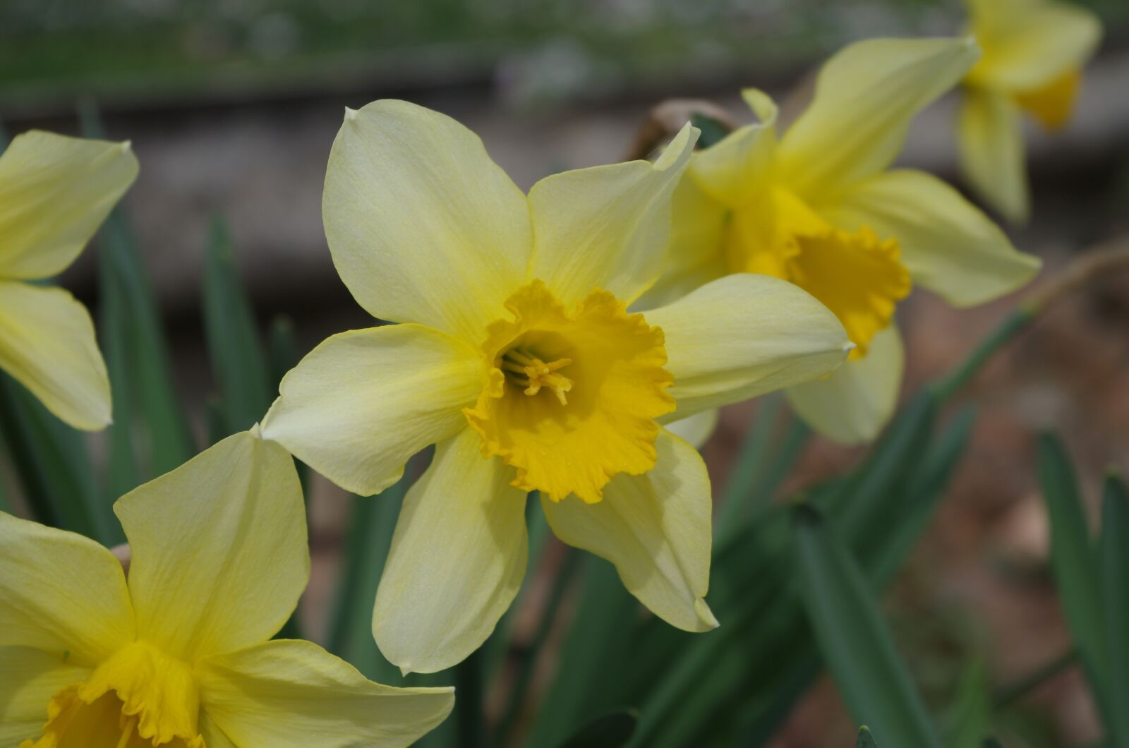 Pentax K-500 sample photo. The narcissist, yellow, flower photography