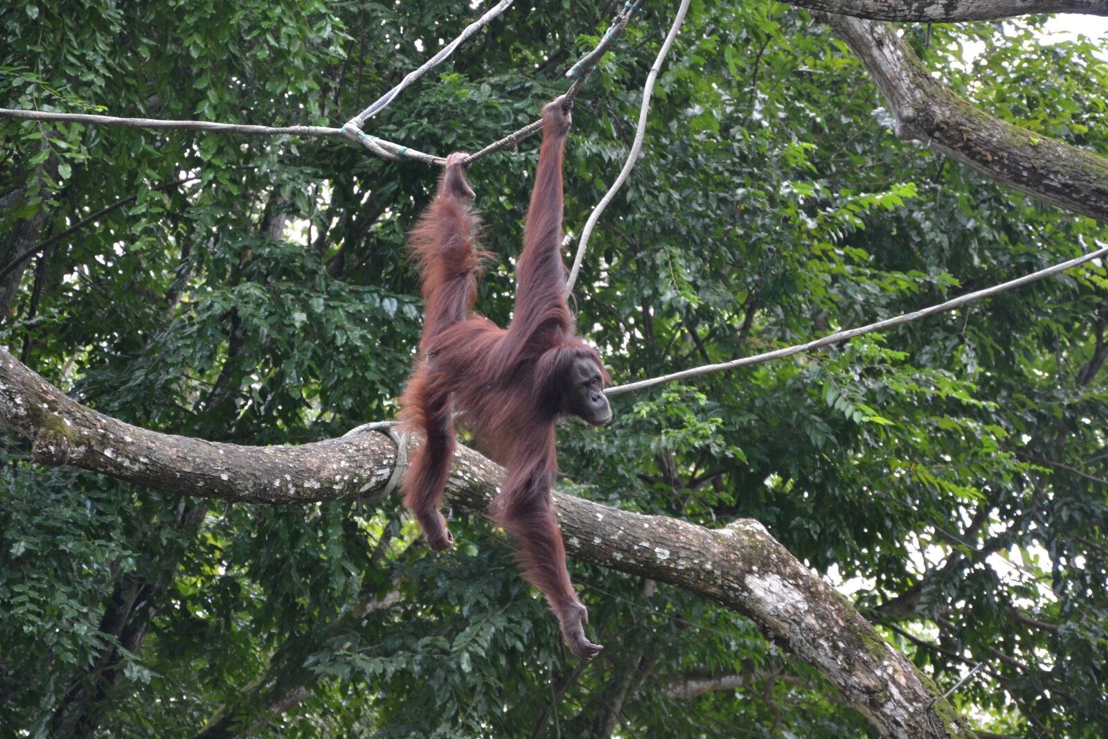 Nikon D3100 sample photo. Ape, zoo, singapore photography